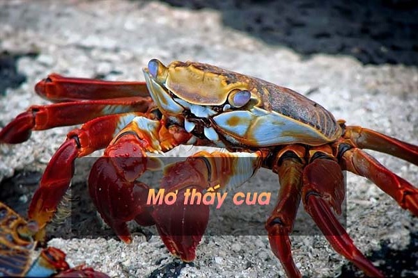 Ý nghĩa chung cho các giấc mơ nhìn thấy cua